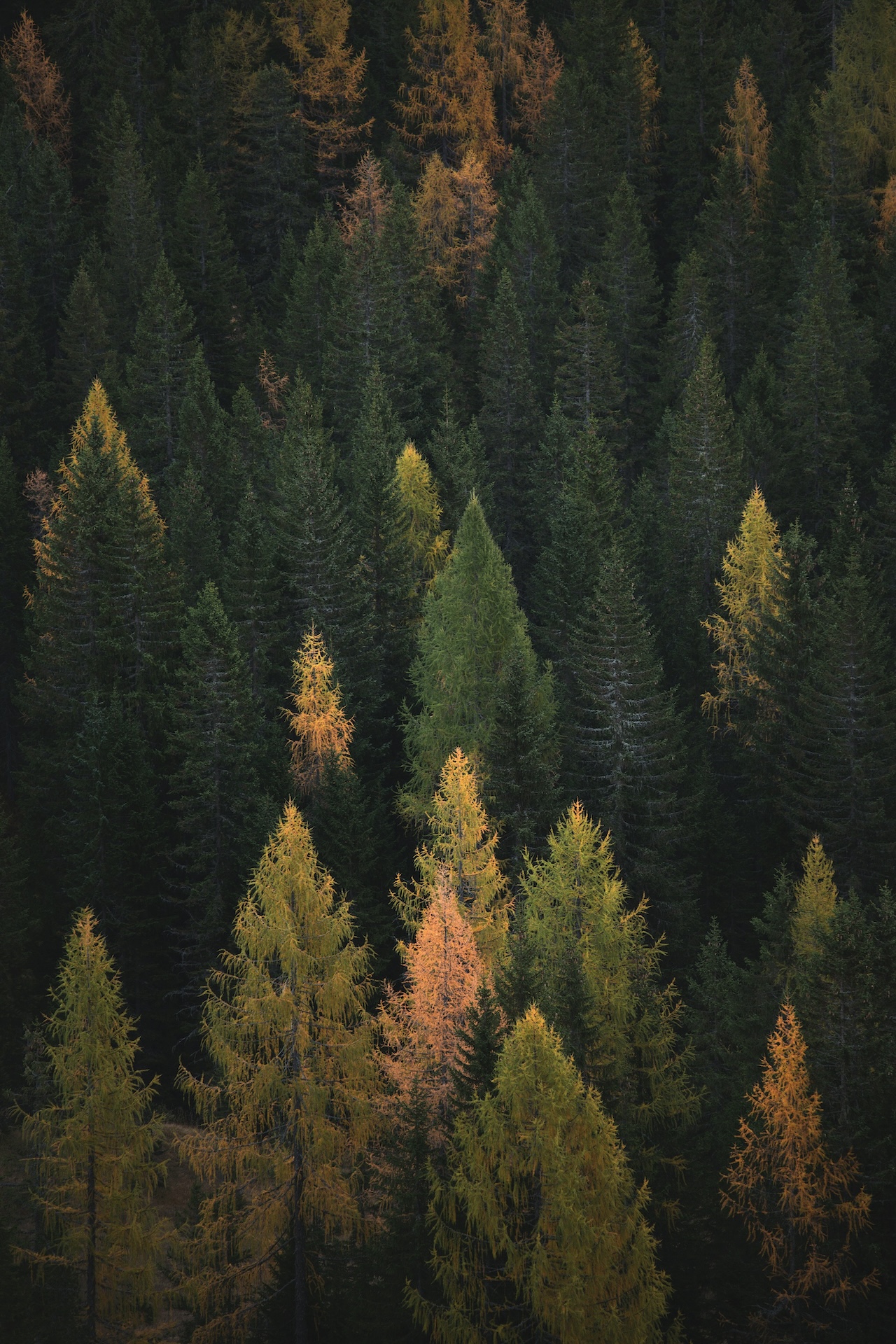forestbathing.net